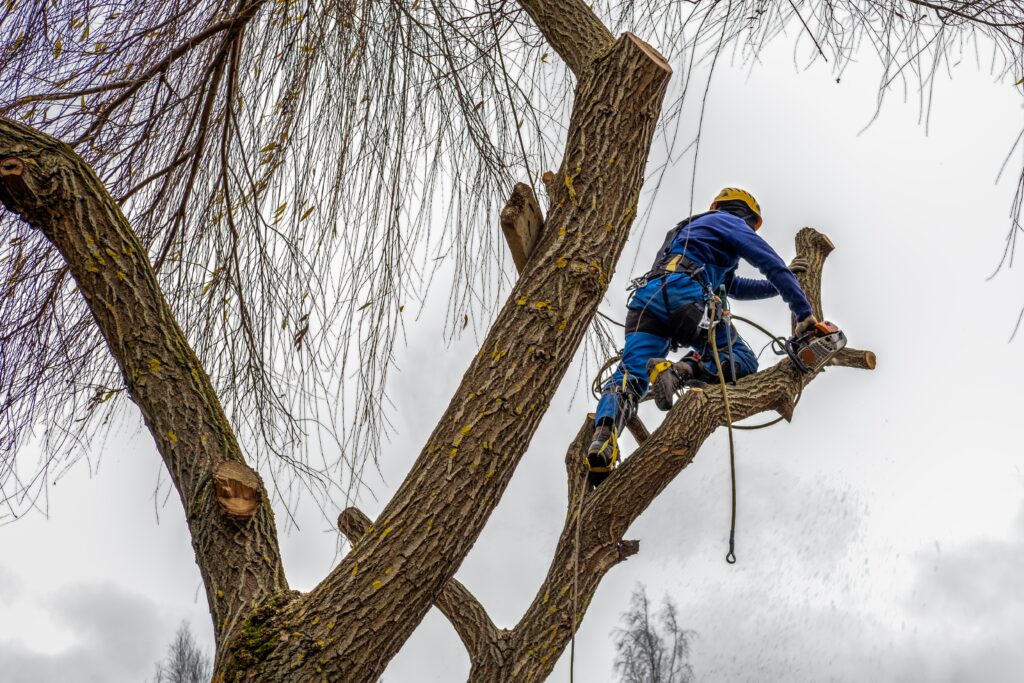 professional cutting and trimming tree