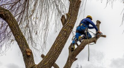 professional cutting and trimming tree