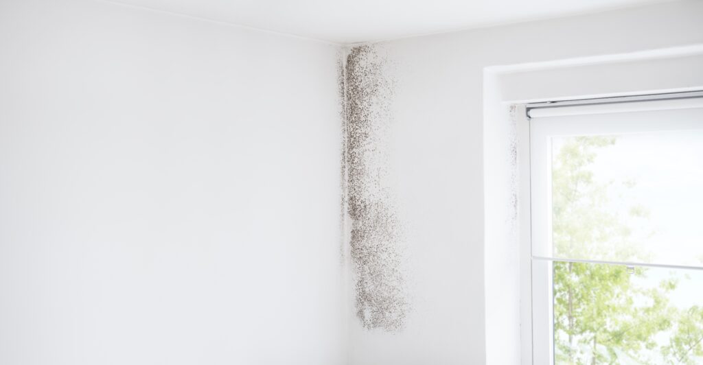 wall and window with mold