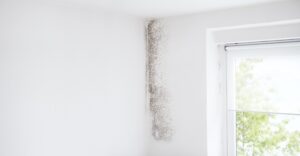wall and window with mold