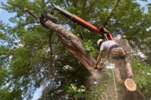 tree removal specialist taking down a diseased tree
