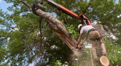 tree removal specialist taking down a diseased tree