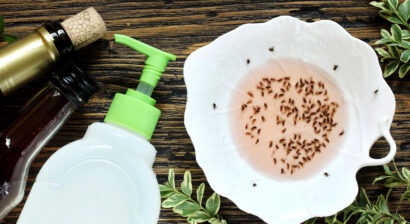 getting rid of gnats in your home