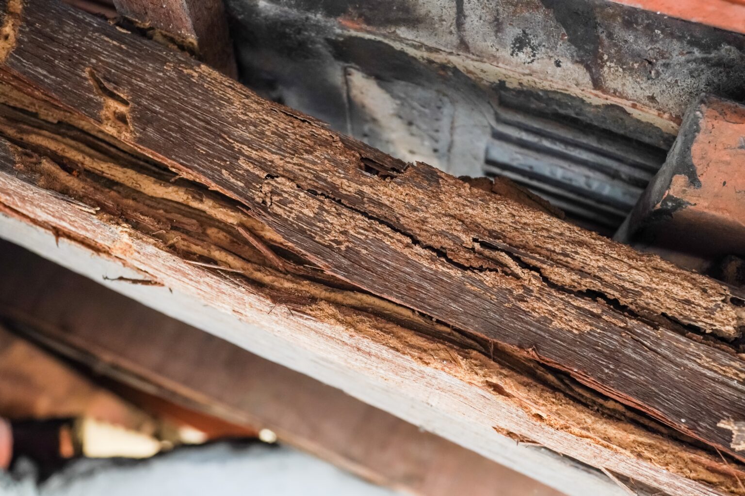 Identifying Pest and Termite Damage in Siding: A Homeowner's Guide | My ...