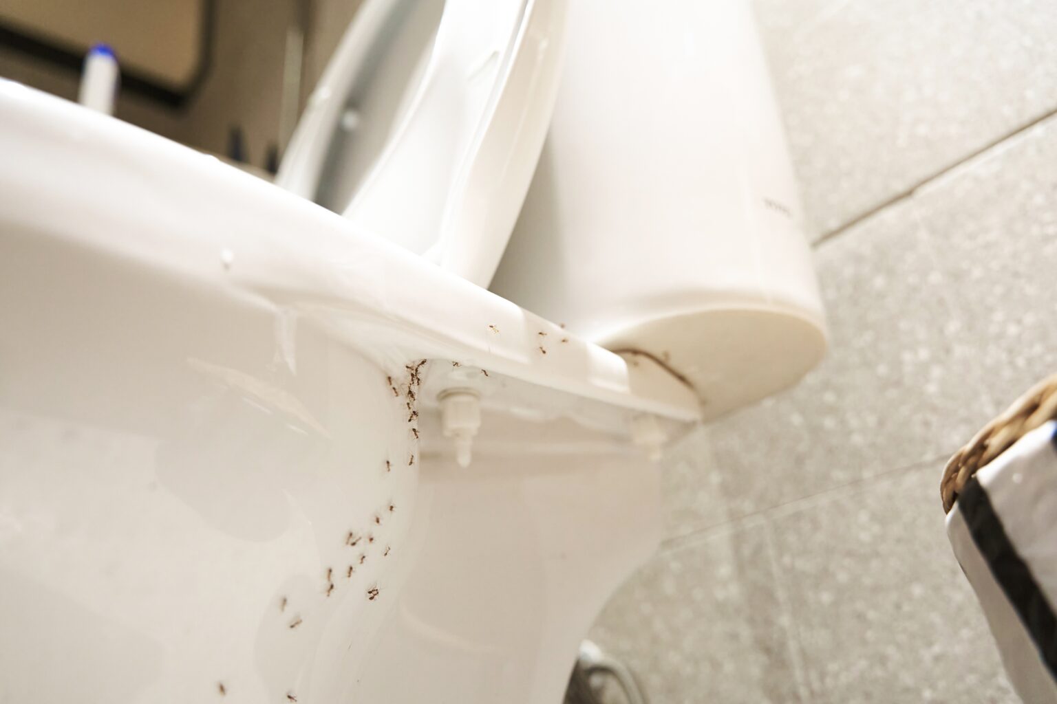 Photo inspiration: How To Get Rid Of Bugs In Your Bathroom Gnats Photo Inspiration