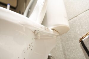 colony of ants under toilet in bathroom